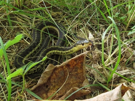 Eastern Garter Snake (Thamnophis sirtalis sirtalis)