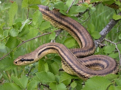 Elaphe quatuorlineata four lined snake