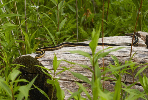 Garter Snake Thamnophis sirtalis log