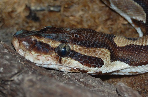 Python regius ball python head