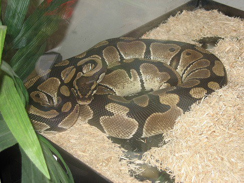 Python regius ball python zoo