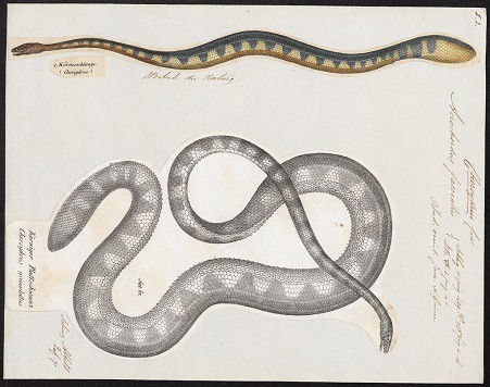 acrochordus Granulatus banded filesnake sketch