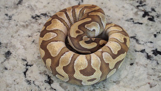 ball python python regius