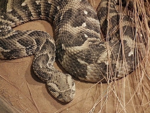 bitis arietans puff adder africa