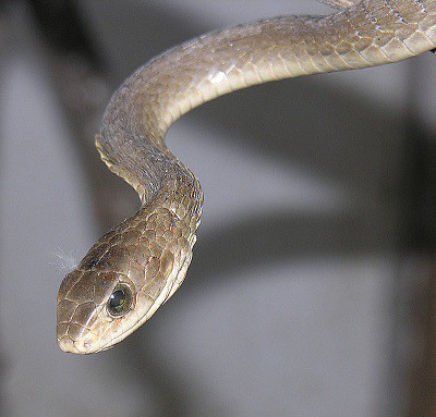 boomslang snake africa female