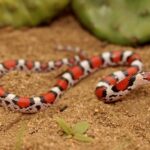 cemophora coccinea scarlet snake
