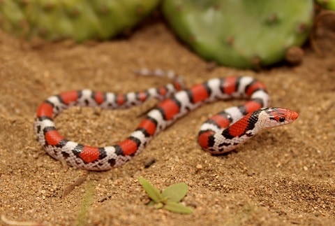 cemophora coccinea scarlet snake