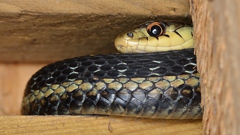 common Garter Snake thamnophis sirtalis