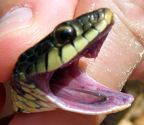 common garter snake face head