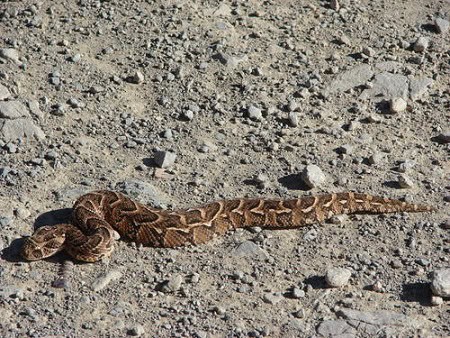 common puff adder bitis arietans