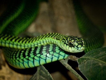 dispholidus typus boomslang male