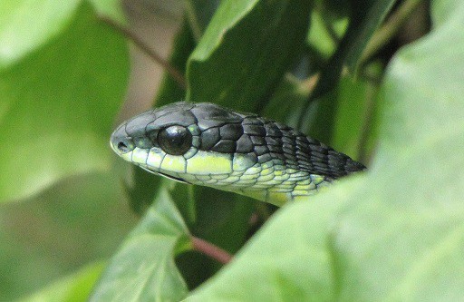 dispholidus typus boomslang snake face