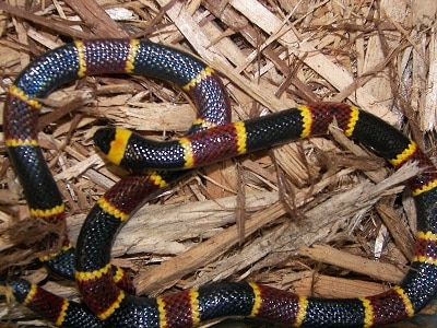 eastern coral snake scarlet snake