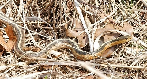 eastern garter snake slithering