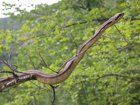four lined snake Elaphe quatuorlineata
