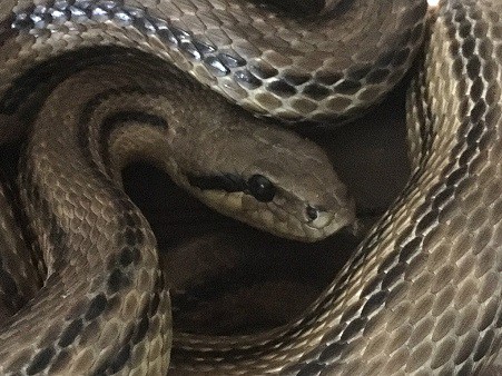 four lined snake close up
