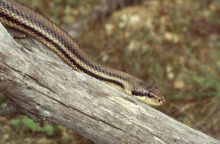 four lined snake elaphe