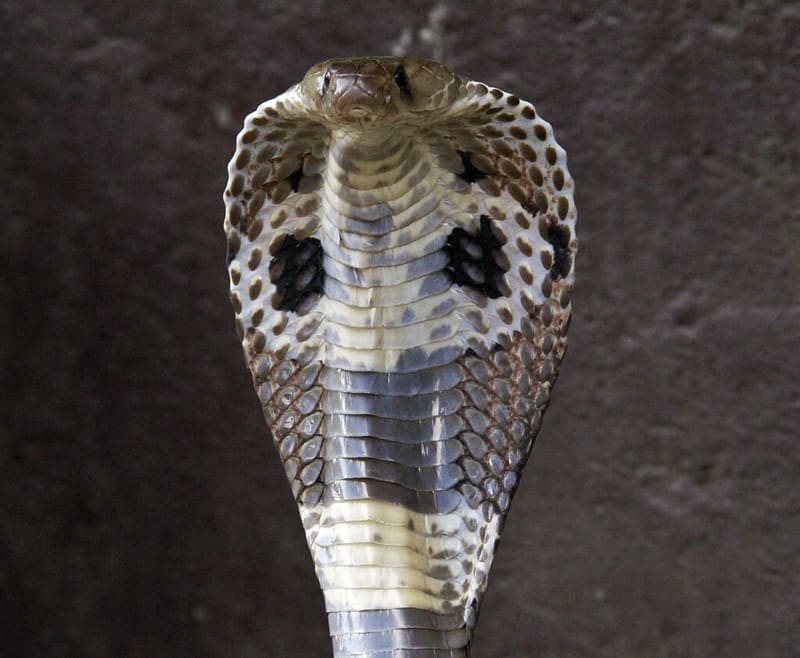 Indian cobra. trinket snake neighbour