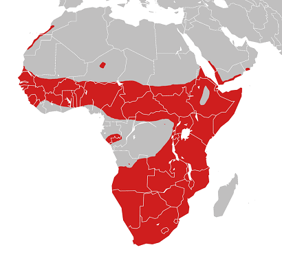 puff adder Bitis arietans distribution