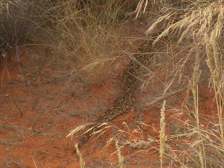 puff adder bitis arietans lurking