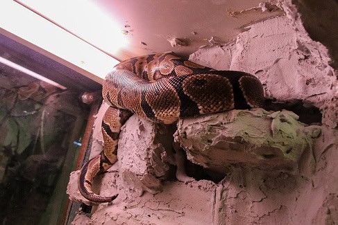python regius ball python resting