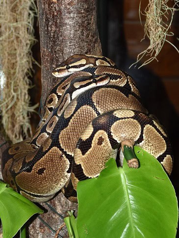 Ball/royal python (python regius)