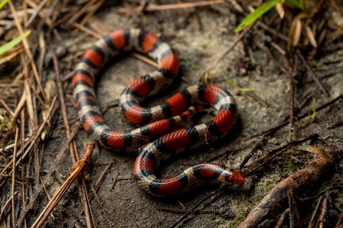 Scarlet snake Cemophora coccinea lurking