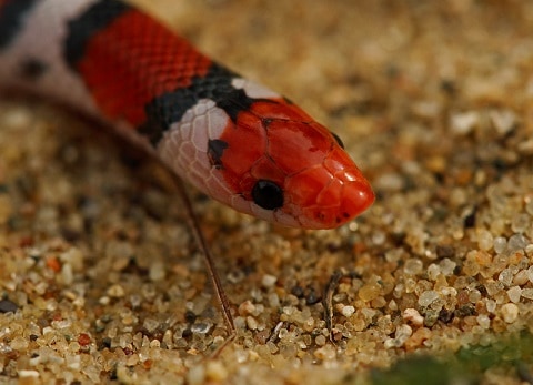 scarlet snake cemophora coccinea head