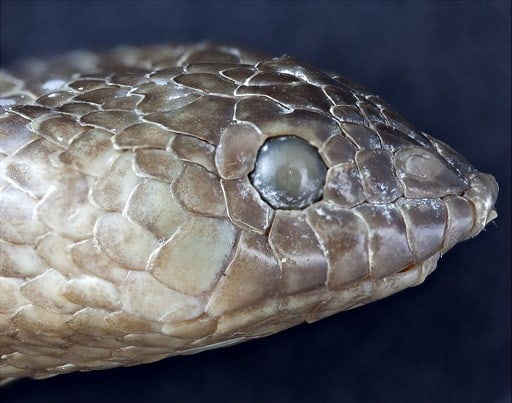 Aipysurus foliosquama leaf scaled snake