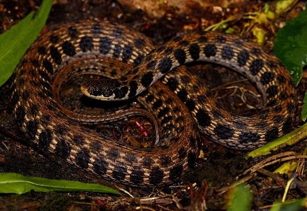 Kirtland's Snake (Clonophis kirtlandii)