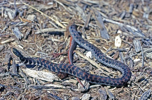 Kirtland's Snake Clonophis kirtlandii patterns