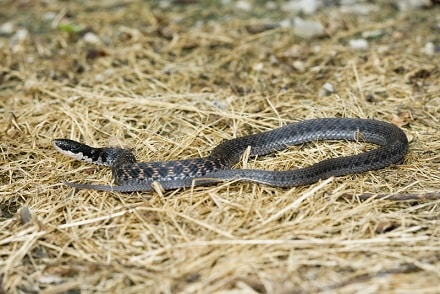 Kirtland's Snake clonophis kirtlandii indiana