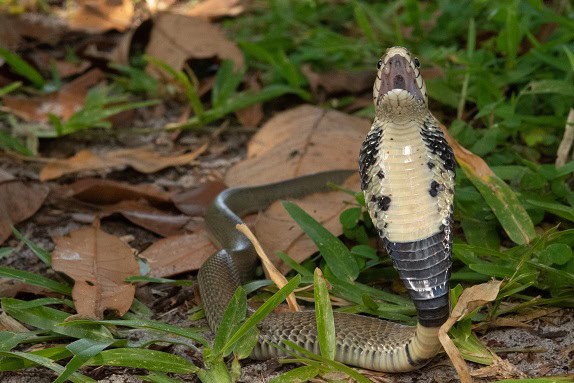 Mozambique Spitting Cobra Naja mossambica angry