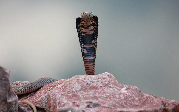 Mozambique spitting cobra (Naja mossambica)