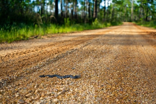 Pygmy Rattlesnake (Sistrurus miliarius) usa