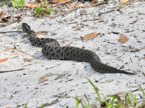 Pygmy Rattlesnake usa Sistrurus miliarius