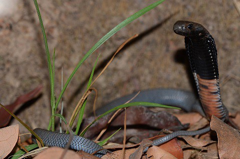 black necked spitting cobra