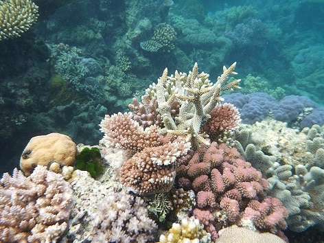 coral reef aipysurus foliosquama snake