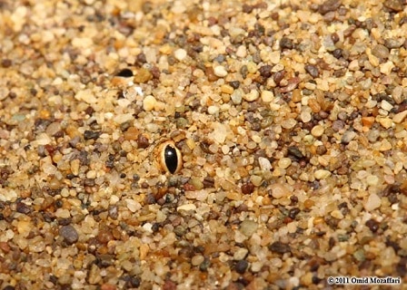 eryx jayakari arabian sand boa