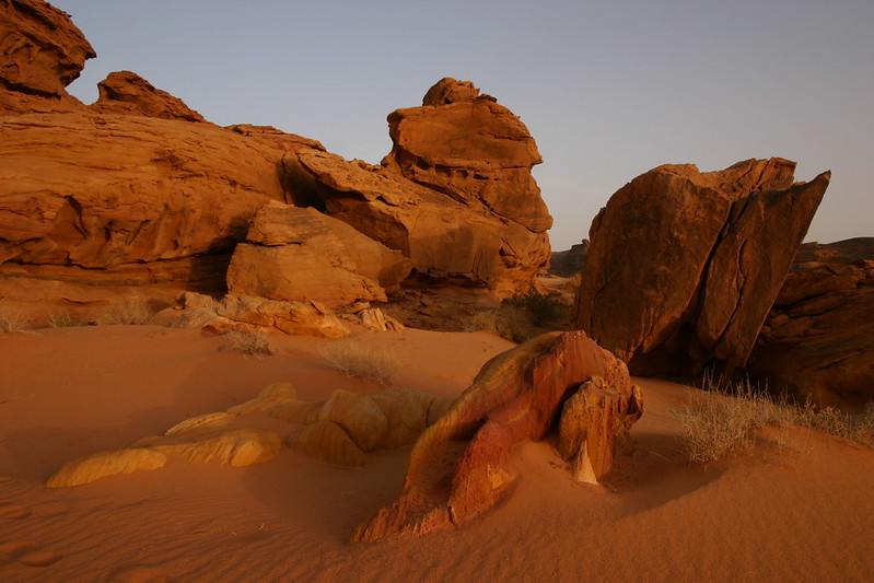 Eryx jayakari saudi arabia desert