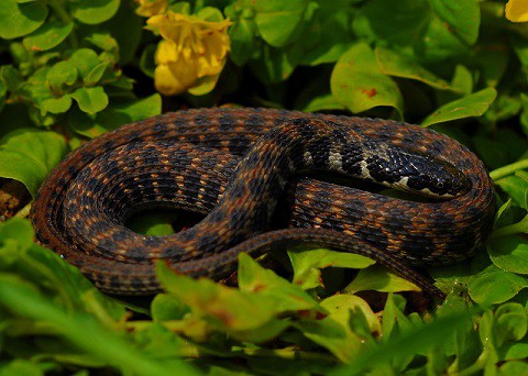 kirtland's snake clonophis kirtlandii