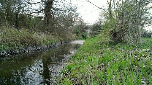 kirtland's snake moist water habitat