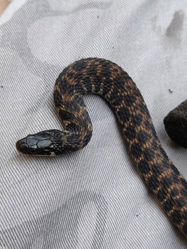 kirtland's snake rare usa