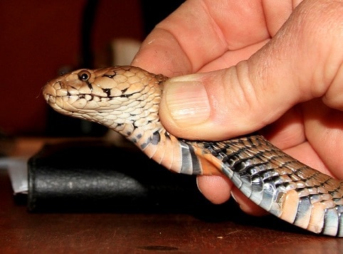 mozambique spitting cobra african snake