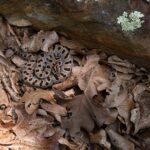 pygmy rattlesnake sistrurus miliarius lurking