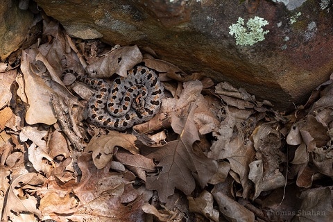 pygmy rattlesnake sistrurus miliarius lurking