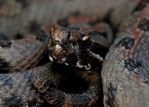 pygmy rattlesnake up close