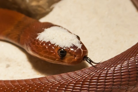 red spitting cobra african snake