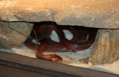 red spitting cobra captivity