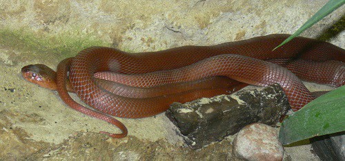red spitting cobra (naja pallida)